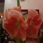 Géraldine Duval - @sylvainduval0138 - Instagram