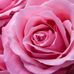 Geraldine Everett - Facebook