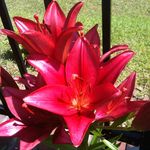 Geraldine Henry - @geraldine.henry.718 - Instagram