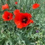 Geraldine Ingram - @geraldineingram71 - Instagram