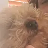 Geraldine Nolan - @dogsarethebest_alltheway - TikTok