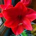 Geraldine Ray - Facebook
