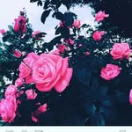 Geraldine Toro - @geraldine.pink.flower - Instagram