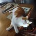 Gerard Comeau - Facebook