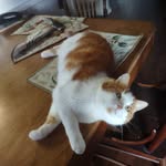 Gerard Comeau - @gerardcomaugmail.com_ - Instagram
