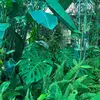 GardenZera - @gardenzera - TikTok