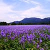 Gerard HUBERVIC - @gerard.hubervic - TikTok