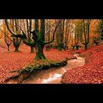 Gerard Lessard - @fauconne_bleu - Instagram