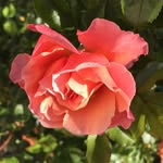 Gerard Martel - @gerardmartel - Instagram
