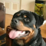Gerard Smit - @blacksmittie - Instagram