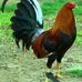 Gerardo Gerardo Alejo - Facebook