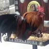 gerardolizardiuri - @gerardolizardiuri - TikTok