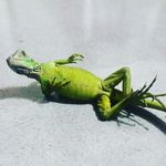 Gerardo Molina - @gerardomolina.r - Instagram