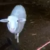 Gerardo Monrroy - @gerardo.monrroy8 - TikTok