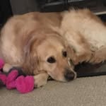 Geri Ryan - @grmeadow - Instagram
