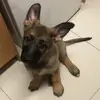 Isla - @germanshepherd.isla - TikTok