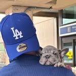 German Lara - @the_master_of_frenchies3 - Instagram