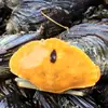 Pescador sin descanso . - @germanmendez245 - TikTok