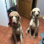 Gerry Morris - @percypig223 - Instagram