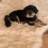 gerrirobinson432 - @gerrirobinson432 - TikTok