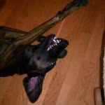 Jerry Earle - @huntgator123 - Instagram