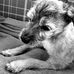 Gerry Fitzsimons - Facebook