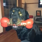 Gerry Fitzpatrick - @gerryfitzpatrick64 - Instagram