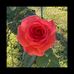 Gerry Scarborough Gaines - Facebook
