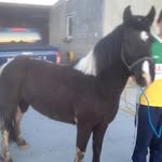Gerry Gannon - @gerry.horsetrader - Instagram