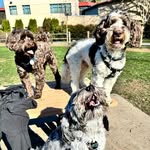 Gerry Gee - @mr_oliverlunafinn - Instagram