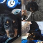 Gerry aka Geronimo - @gerry_thehotdog - Instagram