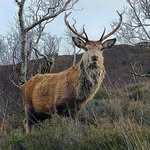 Gerry MacDonald Photography - @gerrymacdonaldphotography - Instagram
