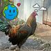 Gerry Rojas - Facebook