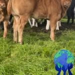 Gerry Walsh Derrygullinan Herd - @derrygullinanherd - Instagram