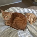 Jerry & Winston - @gingerstripebros - Instagram