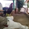 Gerson posadas - @gersonposadas110 - TikTok