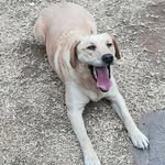 Gert Jacobs - @gert.jacobs.1806 - Instagram