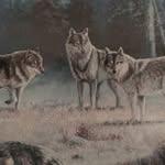 Gert Wolf - @w.gert - Instagram