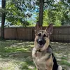 Harper The German Shepard - @harperthegsd1 - TikTok