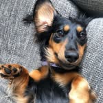 Gertie Von Flirty 🐾 - @gertie_longdog - Instagram