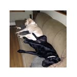 Tanner And Gertie - @tanner_and_gertie_the_labs - Instagram
