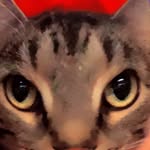 Ro bean - @gertrudebeans - Instagram