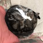 Gertrude King - @_gert_alert_ - Instagram