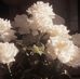 Gertrude Morris - Facebook
