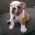 Gertrude Nugget Sinclair - @gertrudenugget - Instagram