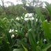 Getsemani Ramirez - Facebook