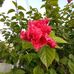 Genxin Li - Facebook