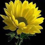 Ghada Abdallah - @ghada.abdallah.99 - Instagram