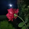 ghada..ayad - @ghada..ayad - TikTok