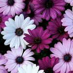 Ghada Badran - @ghada.badran.948 - Instagram